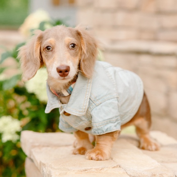 Reddy Denim Dog Jacket XS/S - Picture 1 of 6